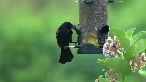 Un-Mirlo-De-Alas-Rojas-Comiendo-Semillas-De-Girasol-De-Un-Comedero-Para-Pájaros