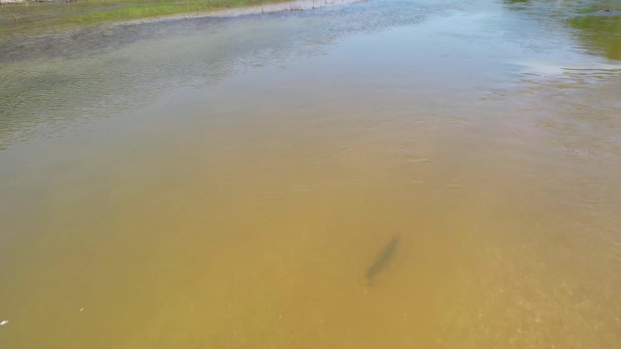 imágenes aéreas de un pez gar nadando por el río pedernales en texas