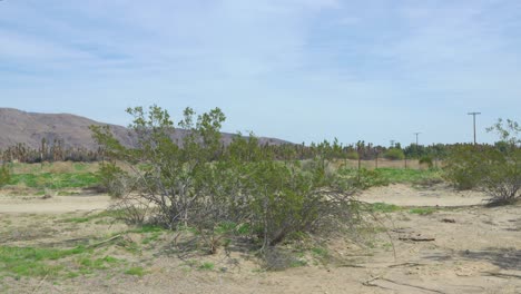 grandes montañas en el fondo en un día soleado con un camino cubierto de arena y grandes arbustos en primer plano