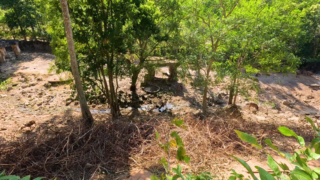 A serene scene of deer resting under trees in Khao Kheow Open Zoo, Chonburi, Thailand, captured in bright daylight