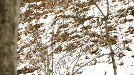 Eastern-Bluebirds-fly-and-land-on-a-dry-tree-branch