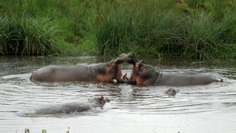 two hippos have fun in the water