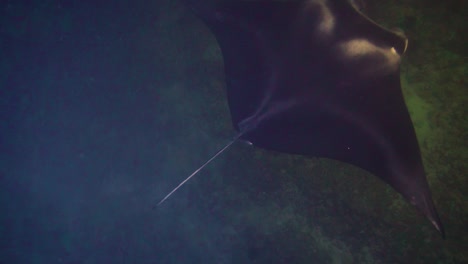 magnificient underwater view of manta ray gliding in water at night