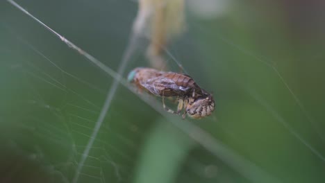 the breeze moves a metepeira spider feeding from a dipteran caught on her web