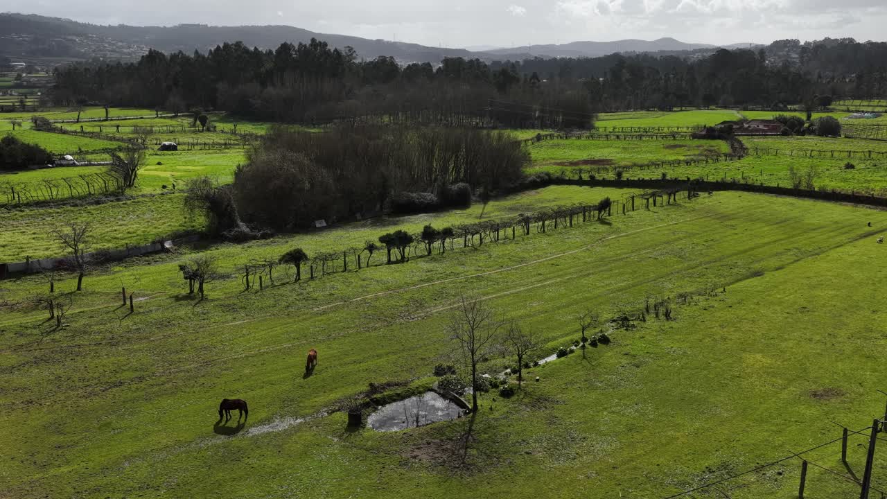 Ripresa drone di cavalli su un pascolo erboso in una giornata di sole