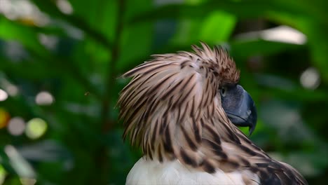 Der-Philippinische-Adler,-Auch-Bekannt-Als-Affenfressender-Adler,-Ist-Vom-Aussterben-Bedroht-Und-Kann-Sechzig-Jahre-Lang-Leben,-Indem-Er-Sich-Von-Affen,-Fliegenden-Lemuren-Und-Kleinen-Säugetieren-Als-Opportunistischer-Raubvogel-Ernährt