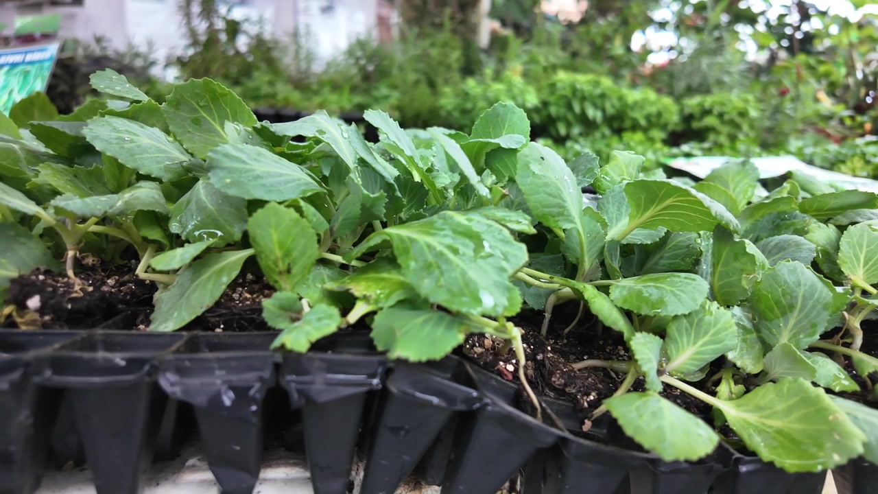 Plántulas Verdes Jóvenes Creciendo en Bandejas de Vivero de Plástico