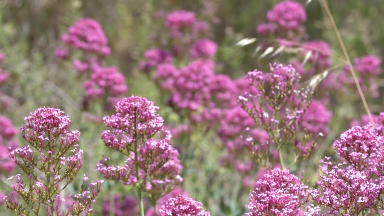 Fiori selvatici rosa vivace che ondeggiano in una leggera brezza