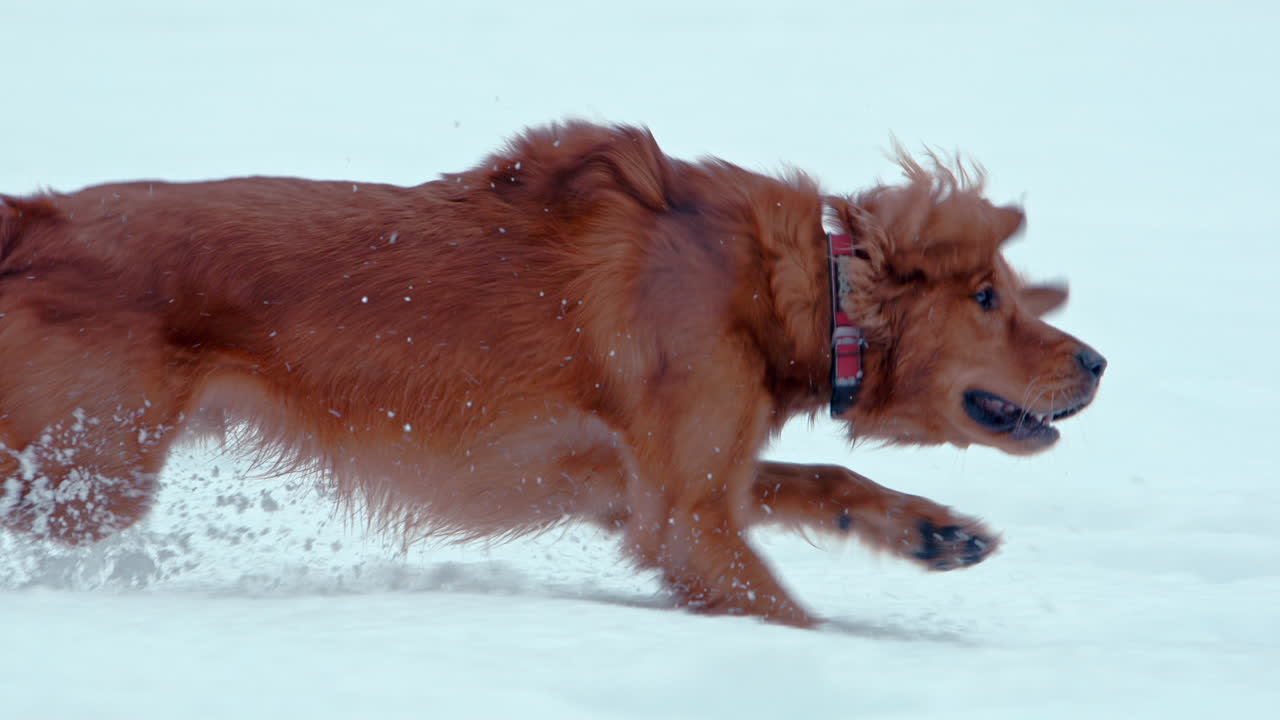 골든 레트리버가 달리고 겨울 공원에서 깊은 눈에 뛰어들고 있습니다.
