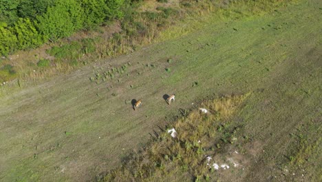 Aerial-tilt-down,-fallow-deer-grazing-on-a-plain-during-sunny-summer-day