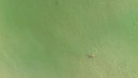 vista aérea de arriba hacia abajo de un tiburón solitario nadando cerca de un par de nadadores junto a la orilla