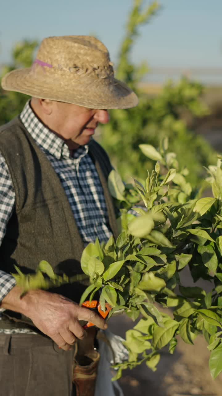 Farmer tending to trees in an orchard