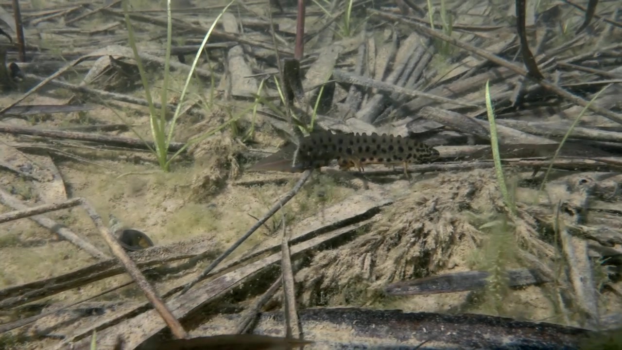 Tritone liscio maschio (Lissotriton vulgaris) segue la femmina durante la stagione degli accoppiamenti. Estonia