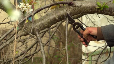 the gardener in the garden cuts the branches of the trees 01