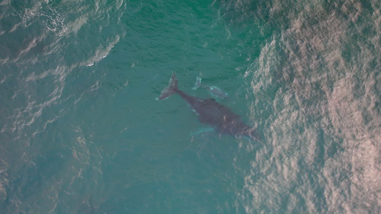 Mother And Calf Humpback Whales In NSW, Australia - Drone Shot