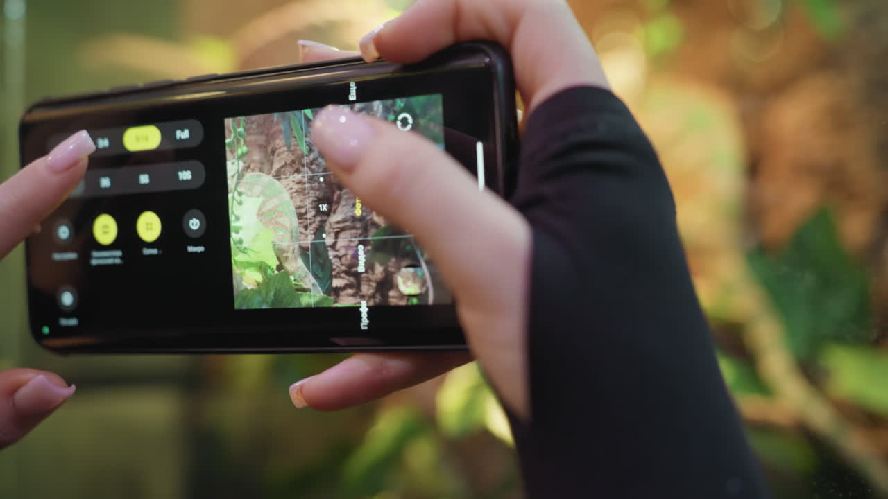 Close-up of woman's hands adjusting phone in landscape mode to photograph chameleon resting in leafy terrarium, with vivid display screen and blurred background adding depth to indoor nature scene