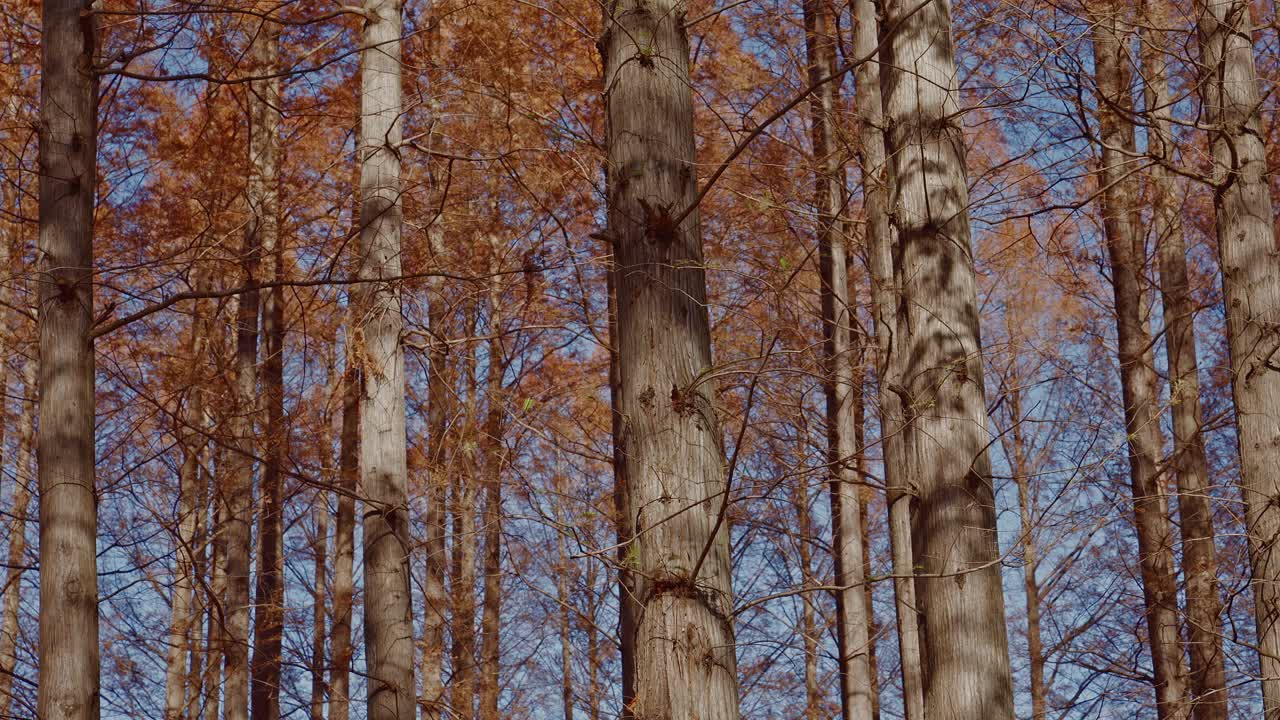 A detailed view of textured Metasequoia tree trunks set against a vibrant backdrop of orange autumn foliage and a clear blue sky in Mizumoto Park