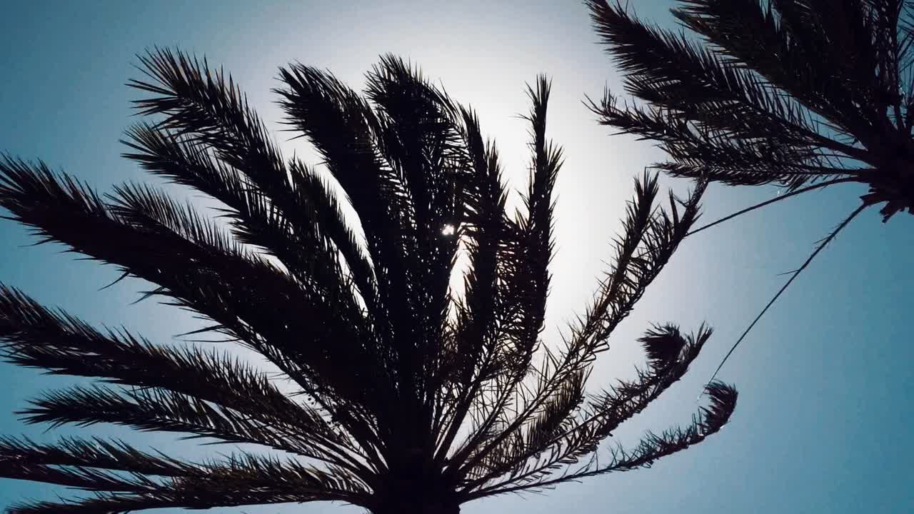 실루엣을 통해 들여다 보는 햇빛 야자 나무 잎 자연스러운 음색 하계 해변가 휴가 휴가 낙원 감정 감각 요법 웰빙 따뜻함 꿈의 목적지