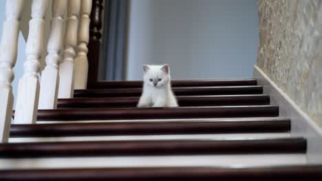 kitten going down stairs. portrait of little cat going downstairs at home