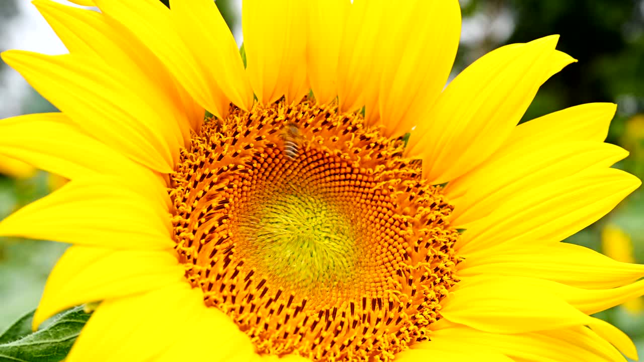 la abeja de la miel recogiendo el polen en un girasol en flor