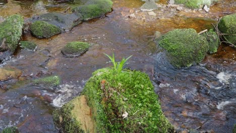 woodland landscape