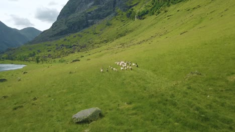 rebaño de cabras salvajes corriendo por las montañas