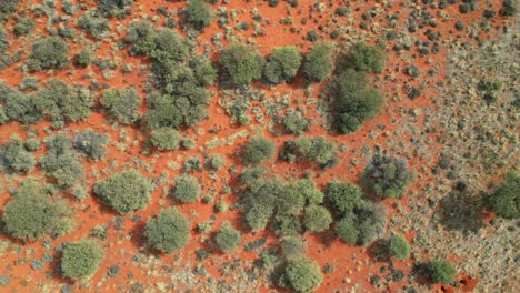 vista aérea de la sabana africana con árboles dispersos y pastos en la arena roja de kalahari, áfrica del sur