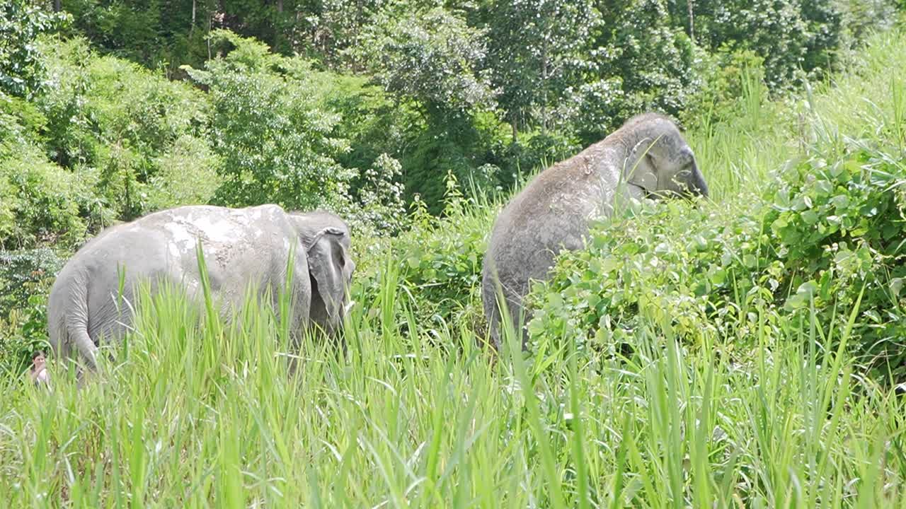 2마리의 야생 아시아 코끼리가 키 큰 풀이 있는 언덕을 올라가고, 태국 북부 산에서