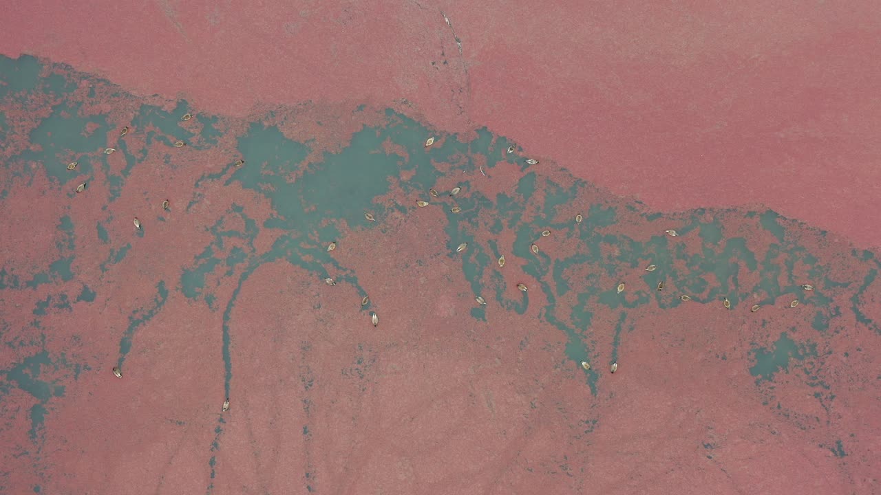 Ducks on a Red Algae Lake