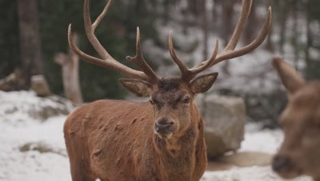 Karibu-Rentiere-Kauen-Im-Winterwald-Von-Kanada