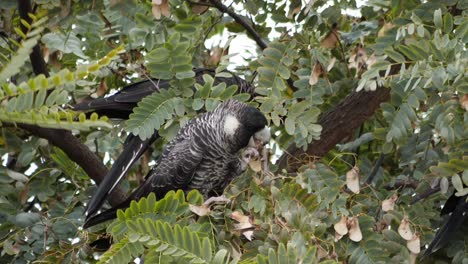 Dos-Cacatúas-Carnaby-Se-Sientan-En-Un-árbol-En-Su-Hábitat-Natural-De-Australia