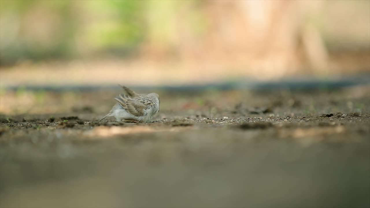 흐림 필드 배경이 있는 갈색 때까치