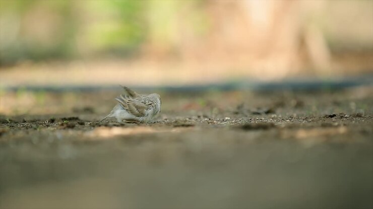 Brown shrike with blur field background