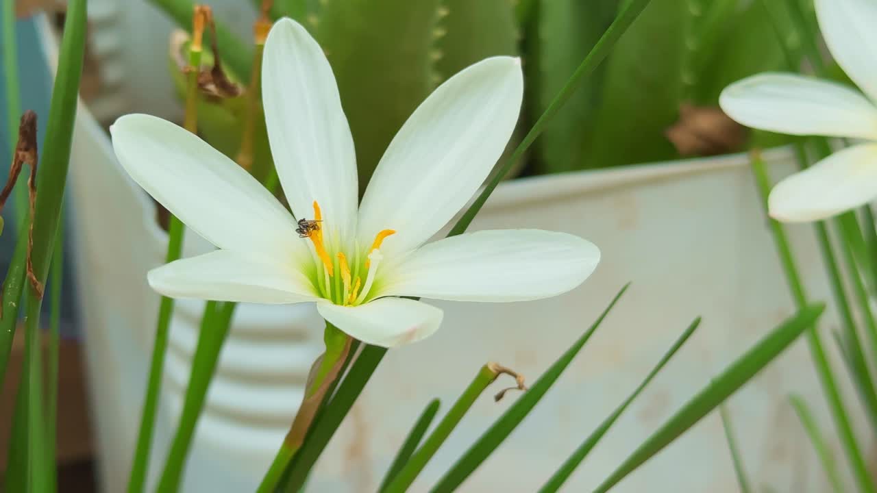 Closeup of a pollinatorits tiny legs potentially dusted with the lily's pollen