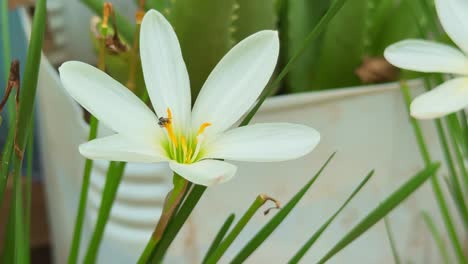 closeup of a pollinatorits tiny legs potentially dusted with the lily's pollen