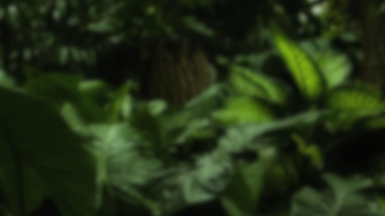 Jungle nature blurred background green flowers forest rainforest blur bokeh 4k backgrounds youtube