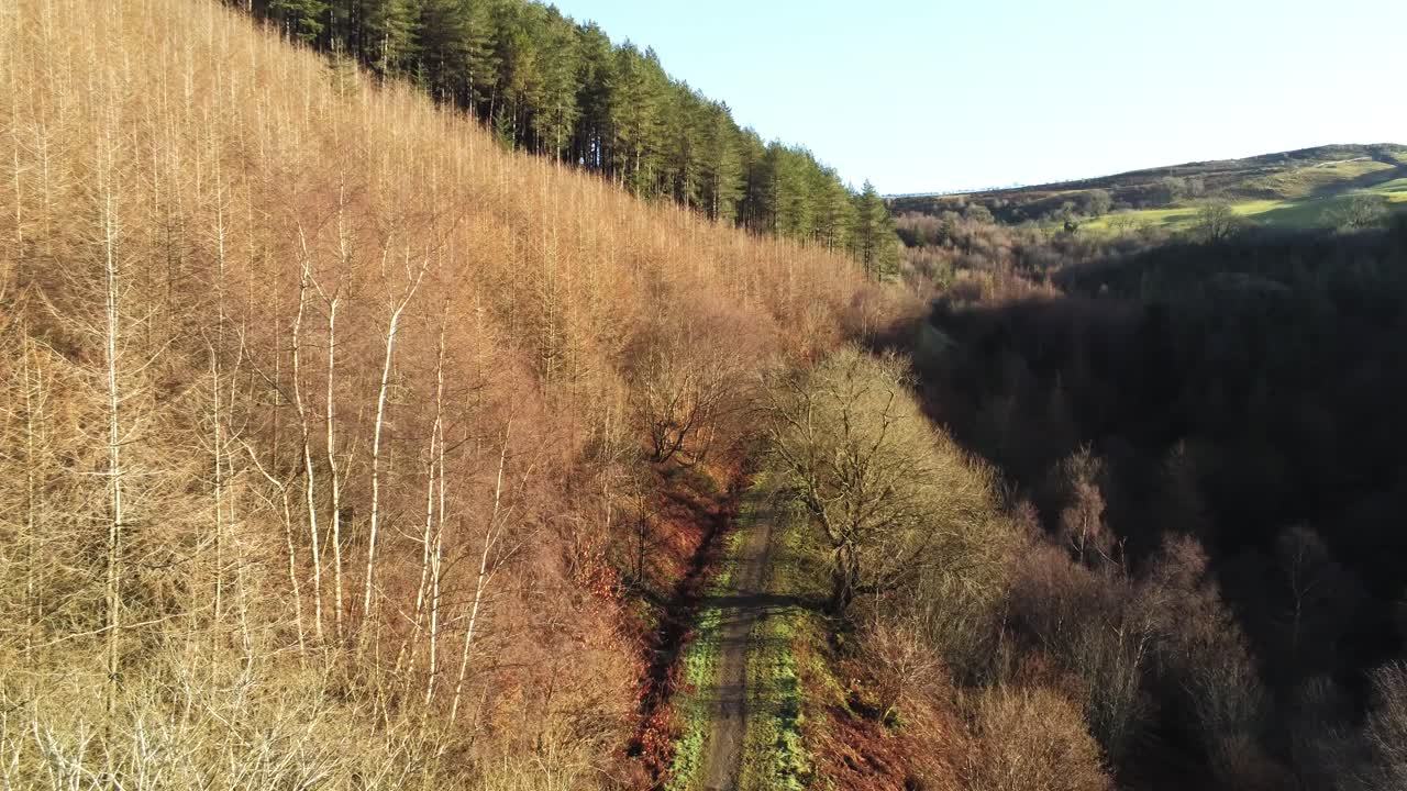 coed llangwyfan galés woodland valley national park vista aérea siguiendo la línea de árboles amanecer campo