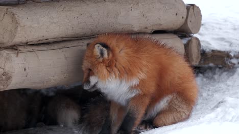 a red fox resting away from the snow