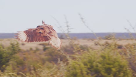 Crested-Caracara-takes-of-from-one-bush-and-lands-on-another-flapping-its-wings-in-slow-motion