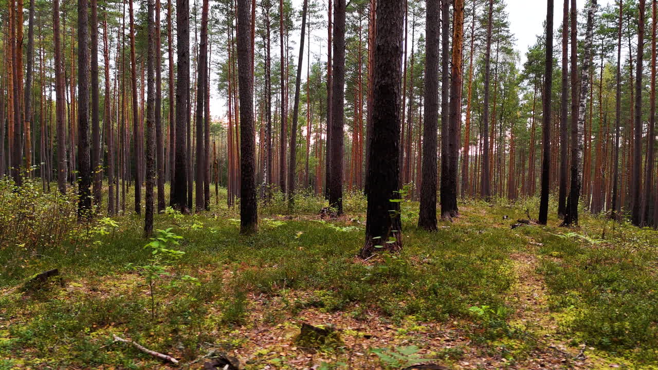 A damaged pine forest with sparse vegetation and signs of environmental recovery in Latvia.