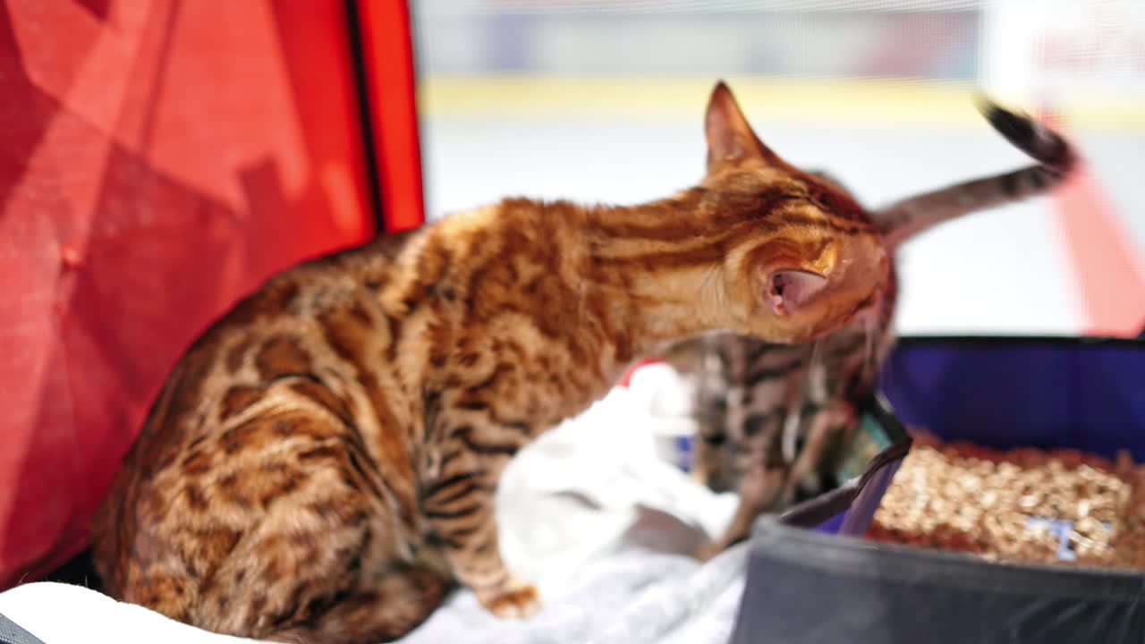 Bengal Cat Licking the kitten. Cat mother and kitten