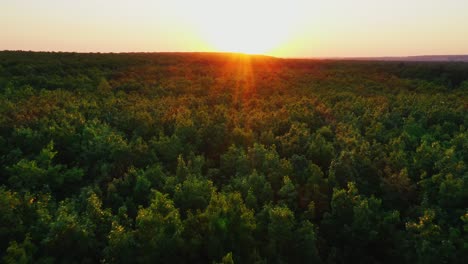 aerial shot above forest. aerial view of evergreen forest, nature background