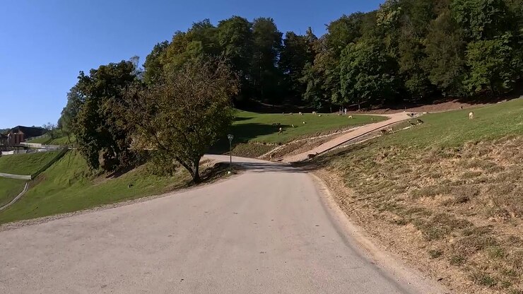 Cervi in libertà che pascolano nei prati di Jelenov Greben in Slovenia.