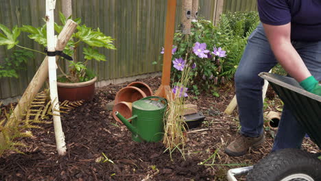 footage of man removing bark chippings out of a wheelbarrow, and throwing them on the ground between plants and trees