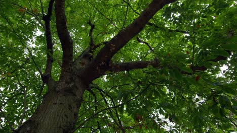 low angle view of lush green tree