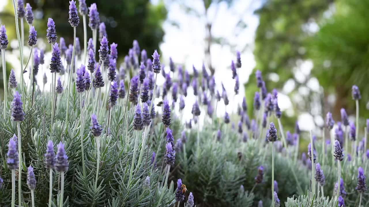 ラベンダの花が風にゆっくりとらぎます