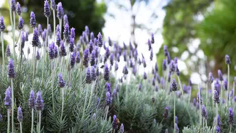 las flores de lavanda se balancean suavemente en la brisa