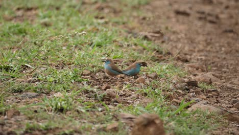 two tiny blue waxbill birds hop looking for food on african savanna