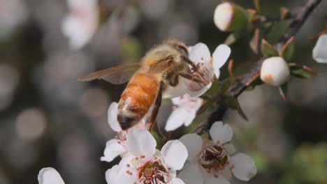 Honey-bee-extracting-nectar-with-body-covered-in-pollen,-pollination-process