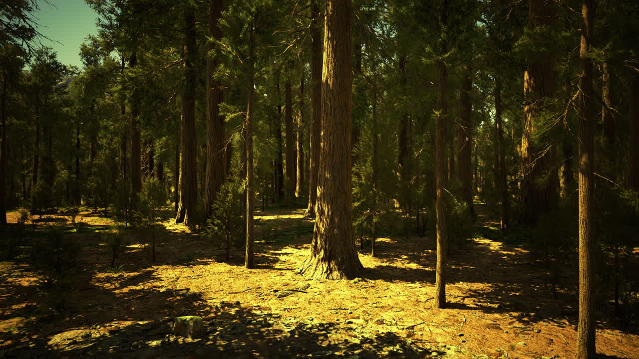 Sunlight filters through ancient trees in a tranquil forest setting